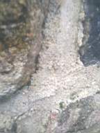 millstreet 10950.jpg